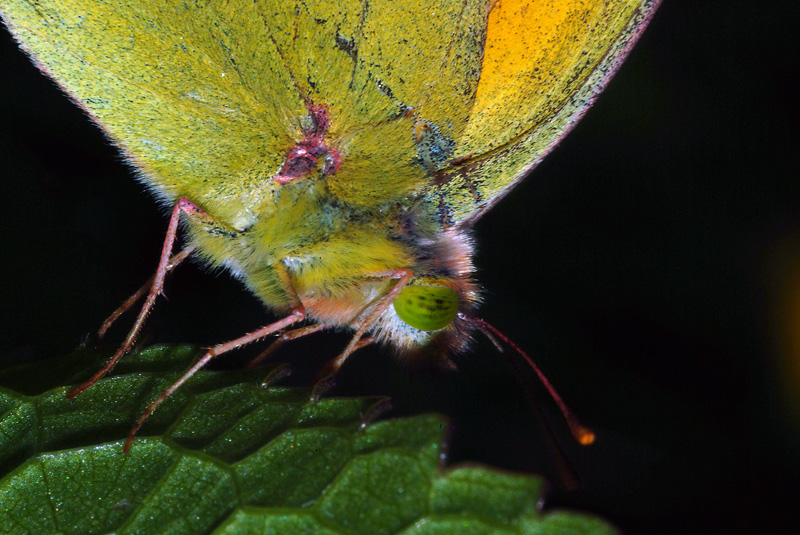 Da determinare 5 - Colias croceus (maschio)